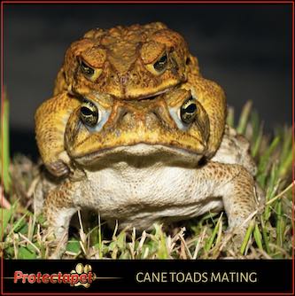 Two cane toads mating in the grass 